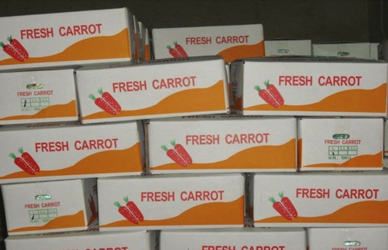Big Fresh Sweet Red Organic Carrot Contains Ruddy Carrot Pulp , Long Shelf Life