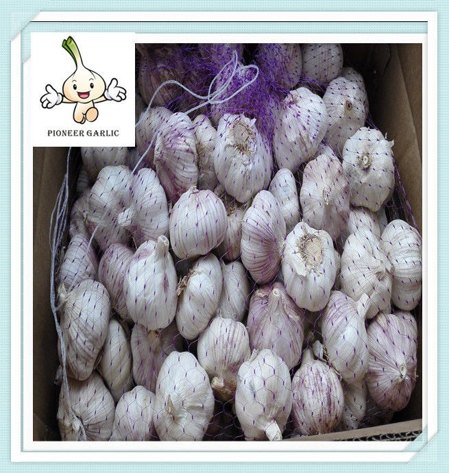 Fresh Chinese garlic white garlic of mesh bag-popular in all market now
