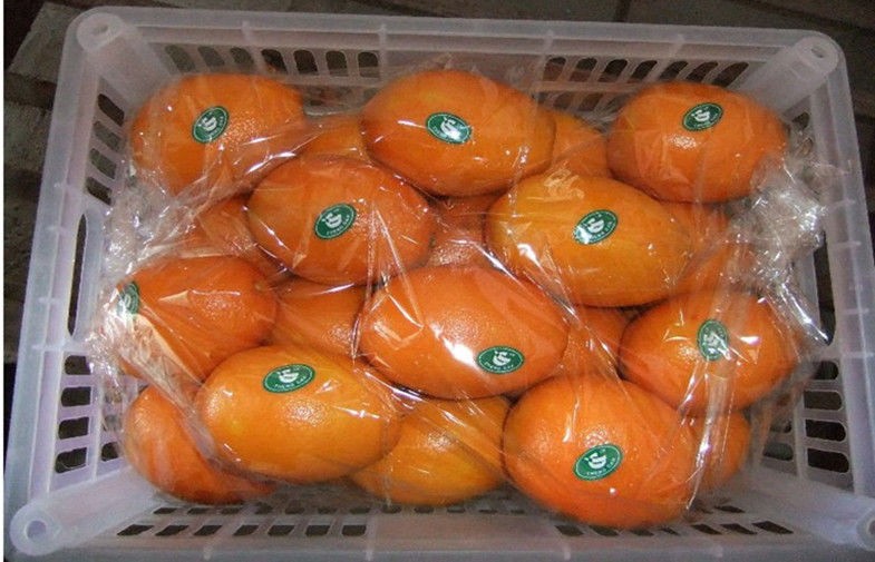 La naranja navel fresca de cítricos orgánicos naturales chinos contiene vitamina. C Para personas mayores, la mayor de 750 gramos o más