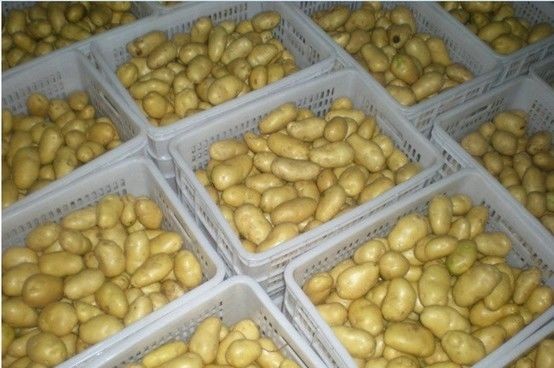 Healthy Benifits Organic Potato Yellow Flesh Contains High Energy