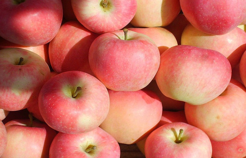 Seasonable Natural Large Fuji Apple Anti-Cancer With Vitamin C , Zinc, Juicy no residue