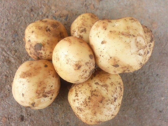 Round Natural Organic Potatoes No Fleck Containig Protein , Carbohydrates, Large tubers