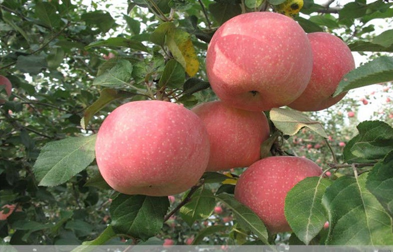Quercetin, epicatechin, and procyanidin B2 Nutrition Fuji Apple important flavonoids in apples