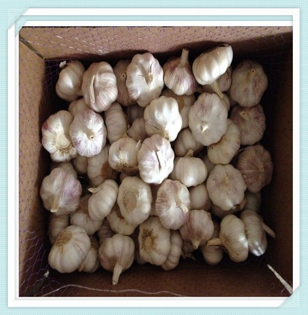 Garlic exporters china 2015 China new crop garlic Best price