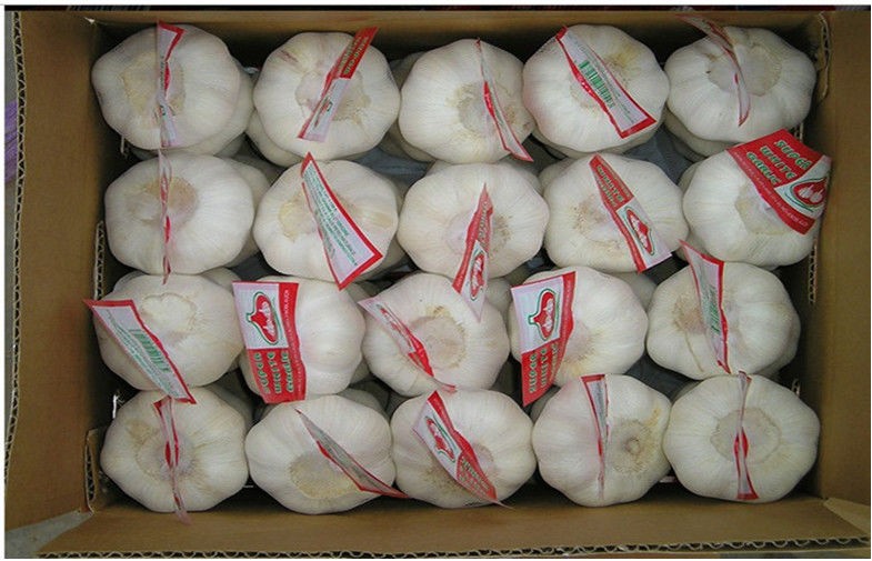 6.0cm Cold Store Organic Fresh Garlic No Splits For Expectorant ， HACCP