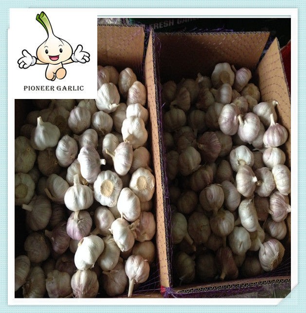 Pure White Garlic 5.5CM 10KG/Carton Chinese Super White Garlic