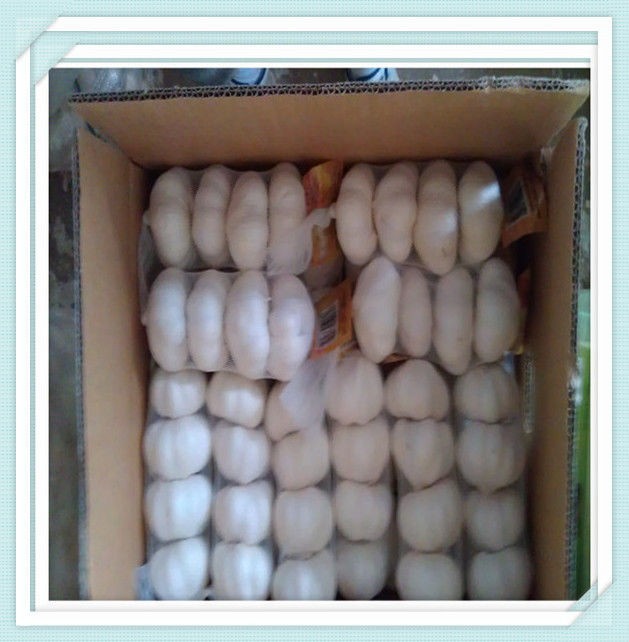 2015 chinese shandong new garlic 250g*40 in 10kg carton