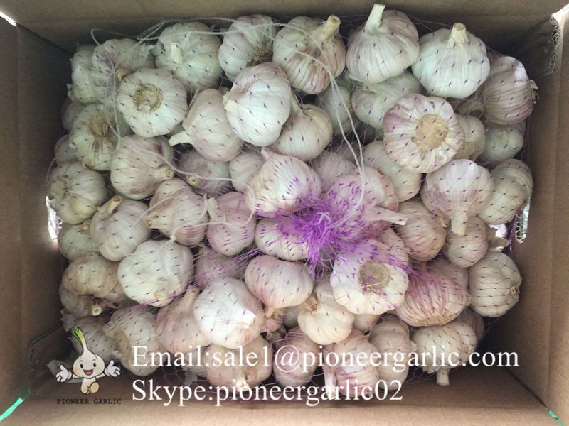 2017 New Crop Best Quality Chinese Red Garlic In Various Sizes