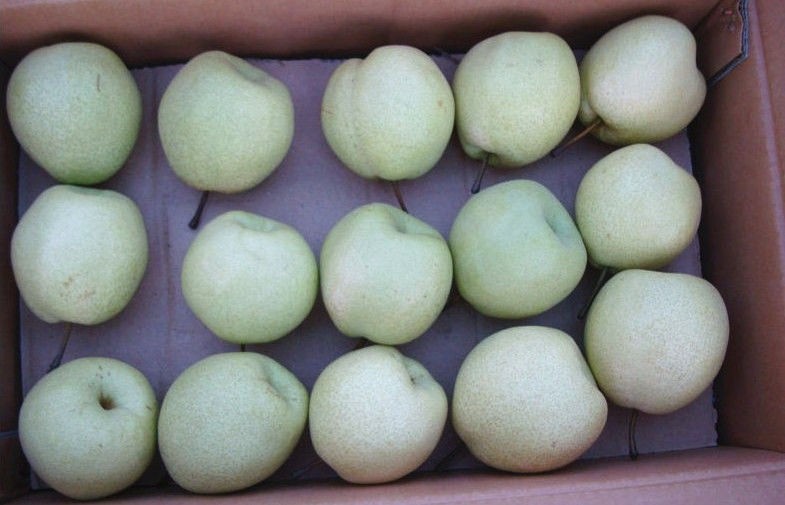 Nutrition White Fresh Pears Rich Flavored Contains Vitamin B6 , B2