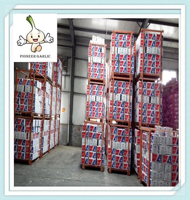 Estándar de exportación de ajo chino/ajo fresco de 5 cm de nueva cosecha