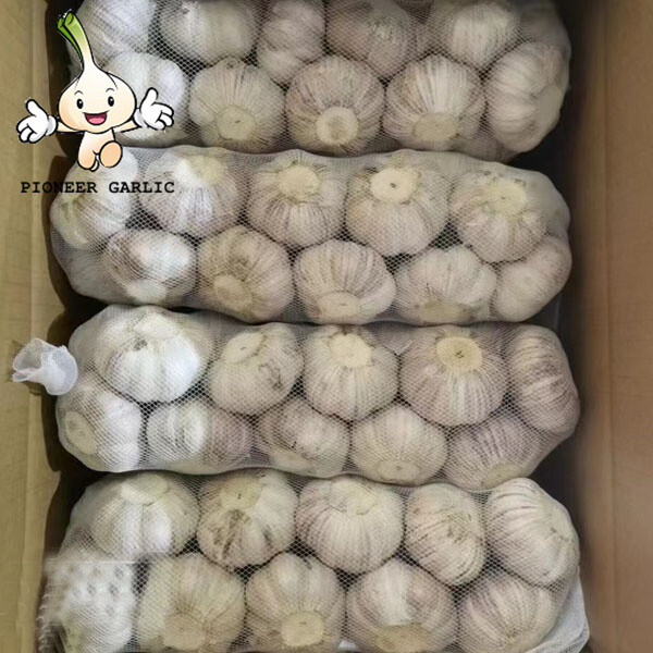Shandong ajo fresco de nueva cosecha  2016 con la mejor calidad de China
