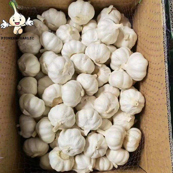 hot sale mesh bag packing 5.0cm garlic Fresh Purple Garlic 2022 crop