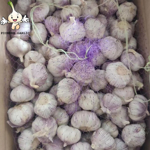 5.0cm up,10kg Carton packing Jinxiang New Crop Fresh Garlic Hot Garlic