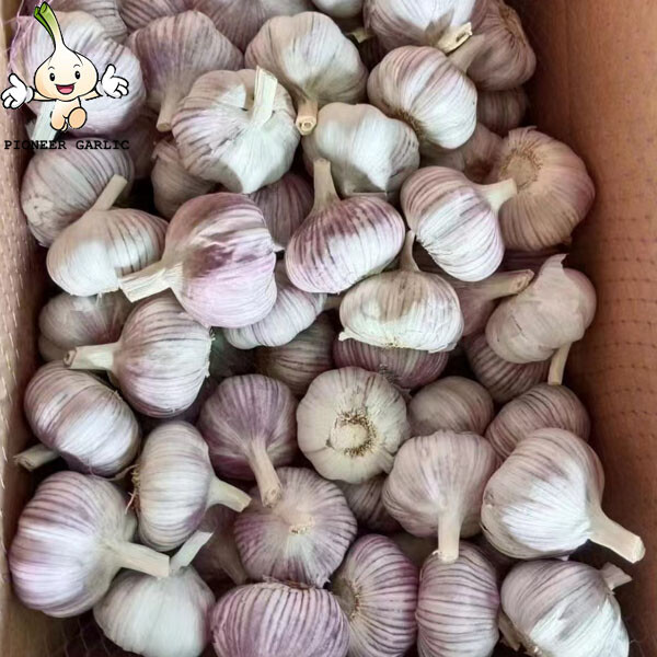 2022 Cold Storage Fresh Red Garlic Normal White Garlic
