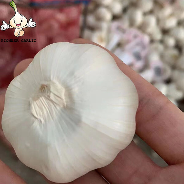 Fresh garlic - Best price , Fresh Pure White Garlic 5.0cm Packed In Carton