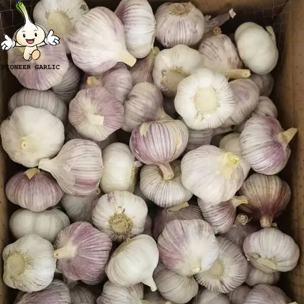 China fresh normal white garlic with good quality Wholesale JinXiang Garlic