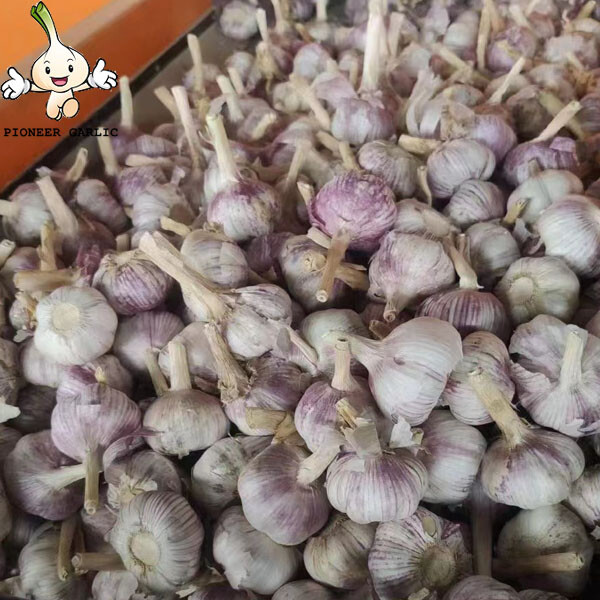 5.0cm up,10kg Carton packing Jinxiang New Crop Fresh Garlic Hot Garlic