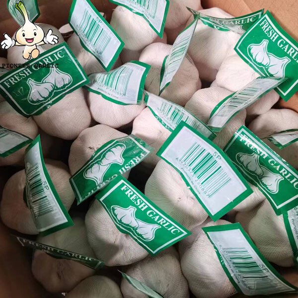 Selected High Quality Fresh Garlic From Manufacturer 5.0 cm Pure White Garlic