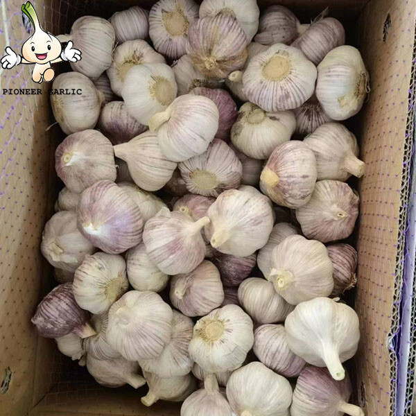 2022 New Crop 5cm Normal White Fresh Garlic 10kg Box Packing
