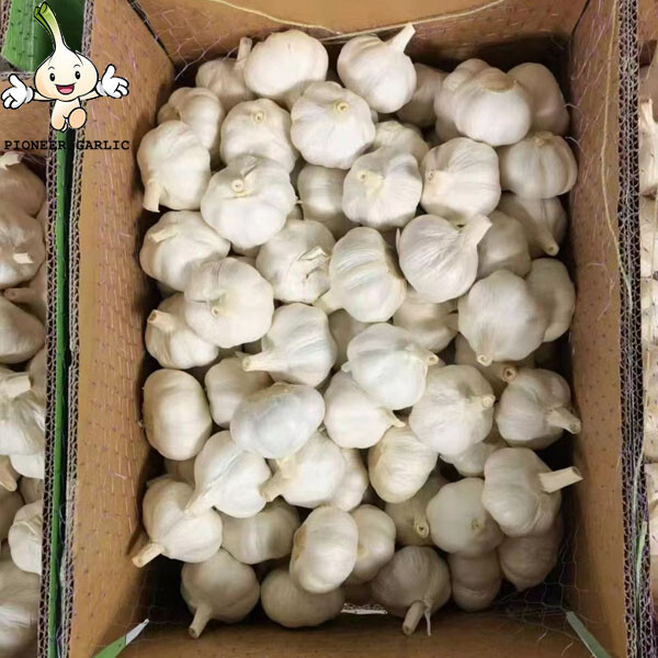 (10 kg/cartón) Ajo blanco puro natural fresco de nueva cosecha