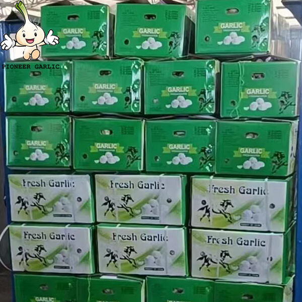 (10kg/Carton)New crop fresh natural pure white garlic