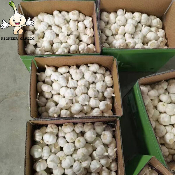 Importación de ajo de China/ajo orgánico de buen agricultor/ajo blanco puro en la nueva temporada