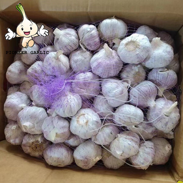 2022 Shandong fresh white garlic new crop fresh garlic factory directly supply