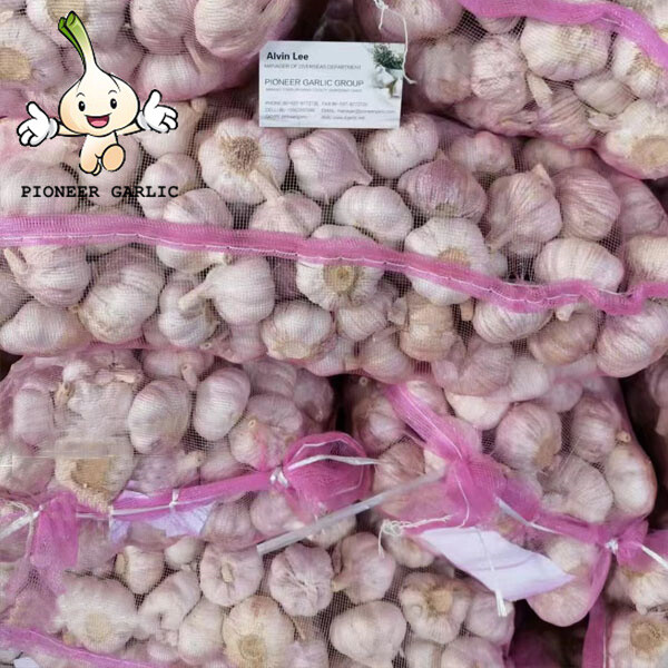 2022 new season normal garlic Garlic Supplier Natural Garlic Price