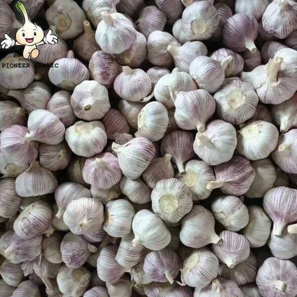 White Garlic 5.0CM 10KG Mesh Bag Export To Colombia