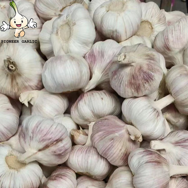 natural garlic Supply Small Red Garlic 4.5CM Purple Garlic (2016 Low Price)