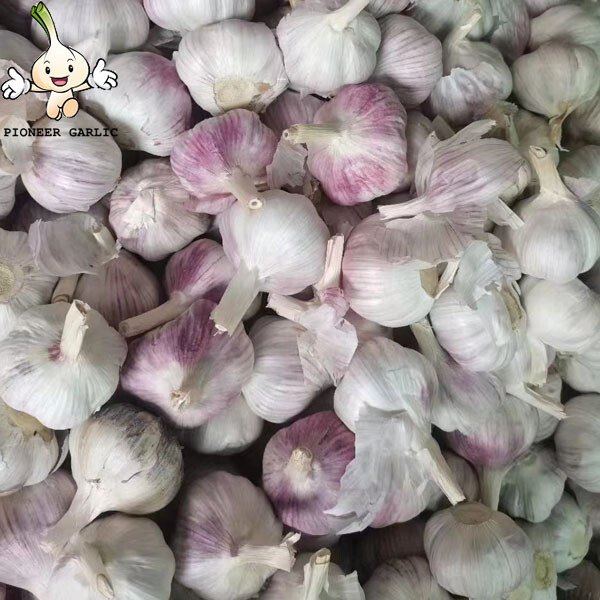 Shandong Garlic, 5.5CM White Garlic For Chile Fresh Normal White Garlic 5.0CM