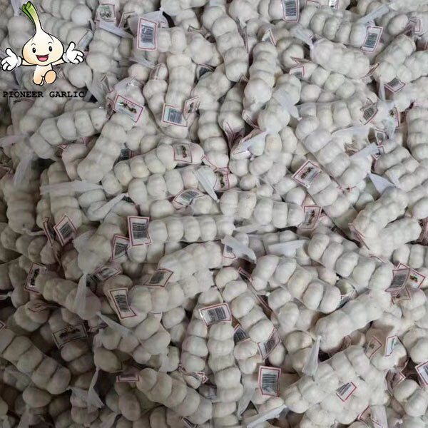 2016 Ajo blanco chino fresco en stock frío con buena calidad y buen precio