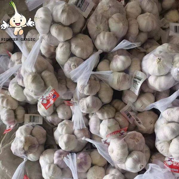 natural garlic Supply Small Red Garlic 4.5CM Purple Garlic (2016 Low Price)