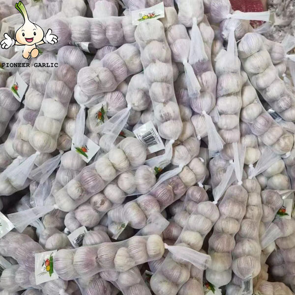 2016 Ajo blanco chino fresco en stock frío con buena calidad y buen precio
