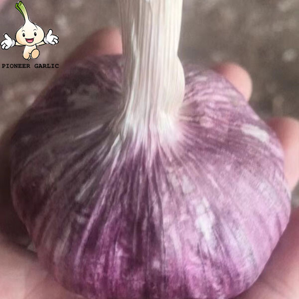 Hot Selling Fresh Garlic Normal White with Low Price garlic price