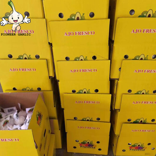 Suministro de ajo blanco puro en cartón/ajo blanco fresco a granel a la venta