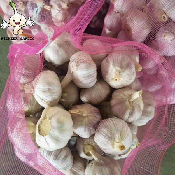 garlic factory and cold storage From China 20kg mesh bag Normal White Garlic