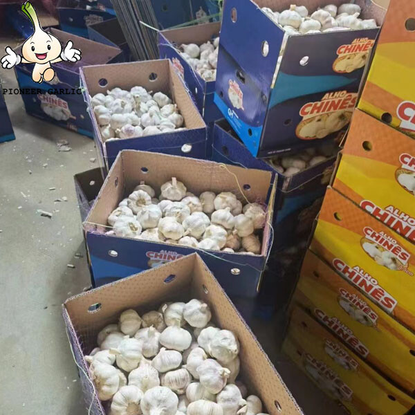 5.5 Fresh China Garlic Price 2022fresh high quality natural garlic for sale