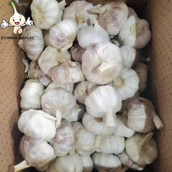 2022 Garlic Normal White Garlic Fresh Garlic dry red Garlic