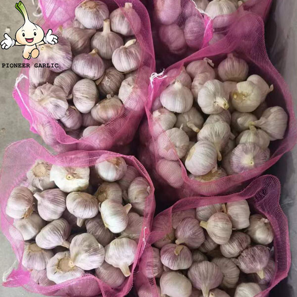 Garlic for wholesale market price garlic with high quality