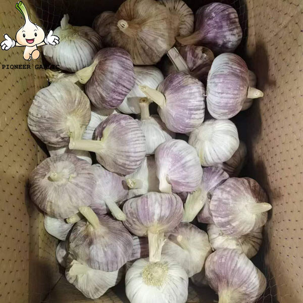 2022 crop wholesale garlic with garlic box 10kg for haiti Market