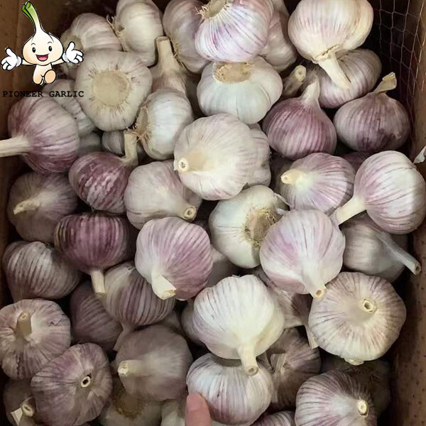 5.0-6.0cm normal white garlic bulk fresh for different size from