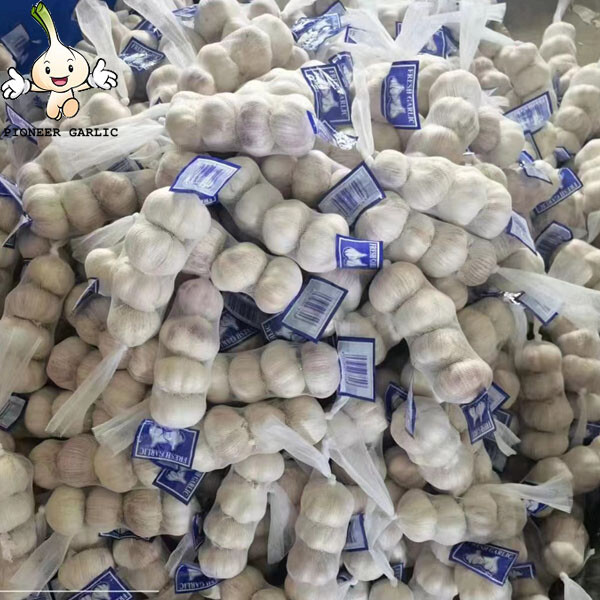 New Shandong corp fresh garlic 2022 with best quality China