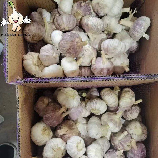 5.0-6.0cm normal white garlic bulk fresh for different size from