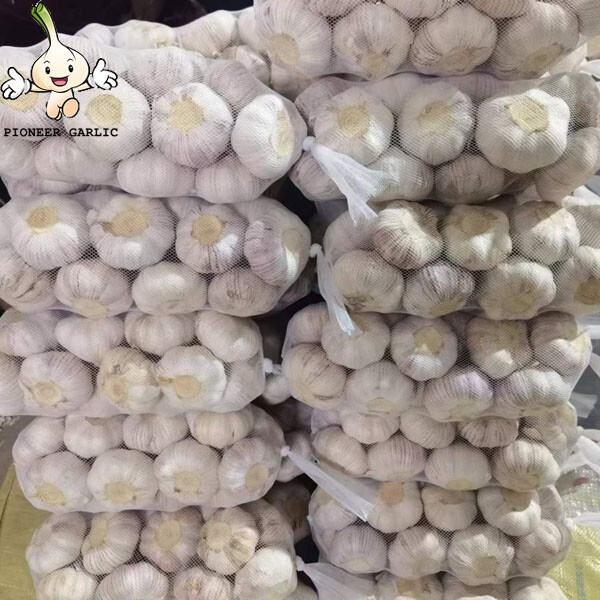 China original garlic export to Colombia 2022 fresh seed garlic