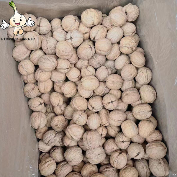 Venta al por mayor de nueces blancas orgánicas naturales de primer grado con cáscara / granos de nueces crudas a granel / nueces y granos