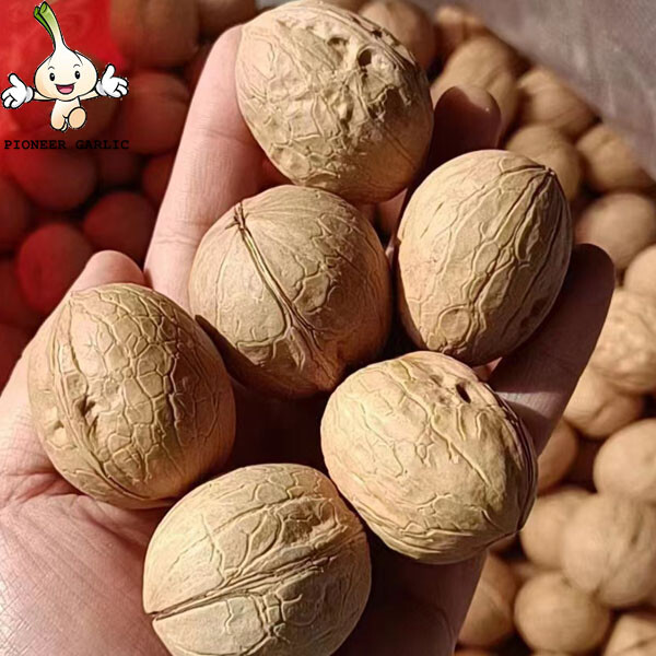 Venta al por mayor de nueces blancas orgánicas naturales de primer grado con cáscara / granos de nueces crudas a granel / nueces y granos
