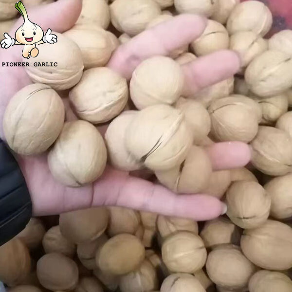 Nuez entera china de alta calidad en granos de nuez de cáscara/nueces de grado superior con núcleo de cáscara/nueces secas