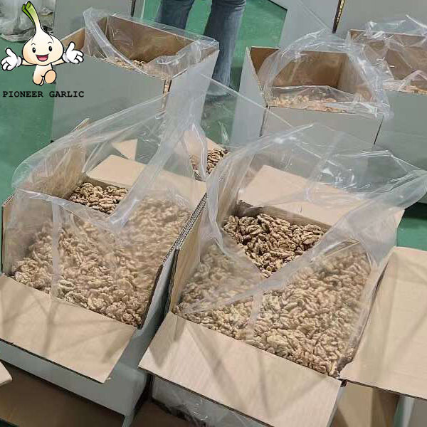 Fábrica de nueces de China Precio al por mayor / Granel 185 Xin 2 Nueces con cáscara y nueces