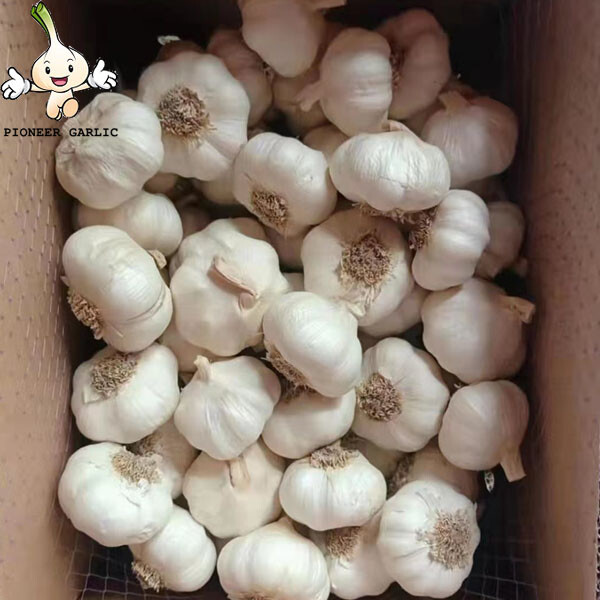 Importación de ajo China Alimentos orgánicos Ajo blanco fresco con raíz